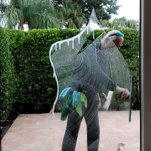 Residential Window Cleaning near Greater Carrollwood Florida
